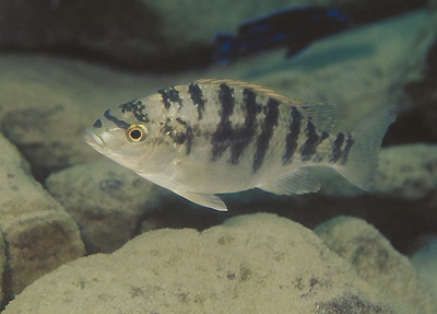 Oreochromis squamipinnis 'Gome'